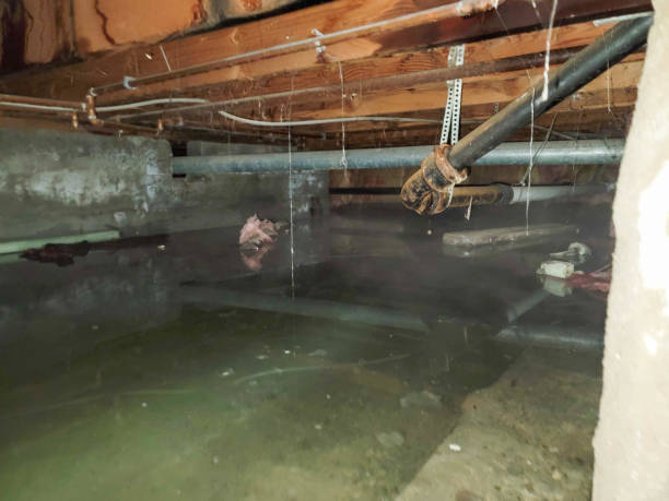 Best Professional water damage repair  in Lake Hamilton, AR